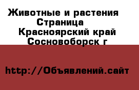  Животные и растения - Страница 2 . Красноярский край,Сосновоборск г.